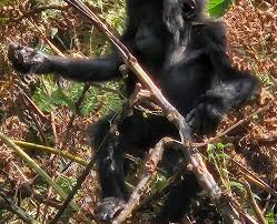 African wildlife safari